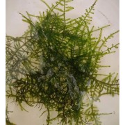 Яванський мох (Taxiphyllum barbieri)